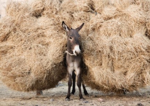 Спасибо Великому Сержу за наши счастливые дни