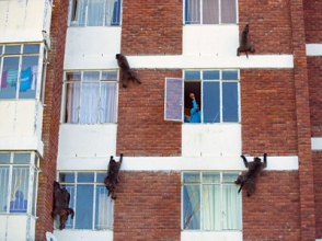 Несколько сот бабуинов терроризируют жителей Кейптауна (фото)