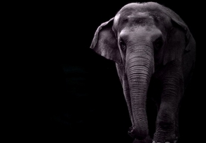 В Танзании слон затоптал декана американского университета