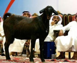 Саудовский бизнесмен продал козла за $3,5  миллиона