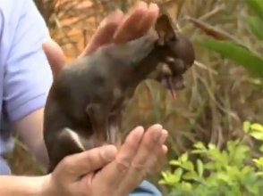 Աշխարհի ամենափոքր շունը պահածոյի տարայի չափ է (տեսանյութ)