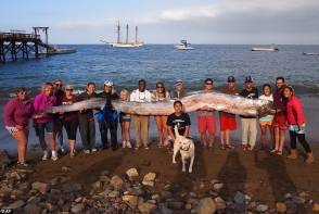 Կալիֆոռնիայի ափերին հսկայական օձաձուկ է հայտնաբերվել