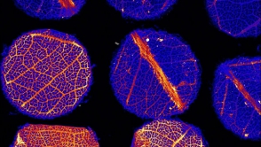 Австралийские ученые обнаружили частицы золота в тканях деревьев