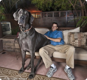 В США умер Гигантский Джордж — самый большой пес в мире