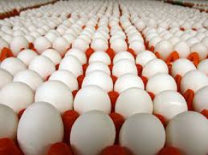 Հայաստանը դարձել է ձու և հավի միս ներկրող երկիր