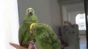 Потрясающий дуэт попугаев