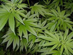 Парламент Уругвая полностью легализовал марихуану