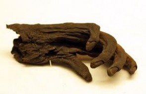 Ученые обнаружили неизвестного предка человека