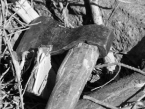 Պետությունն ու խավարասերները