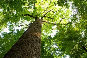 Կենսաբանները ծառերին սովորեցրել են ավելի արագ աճել