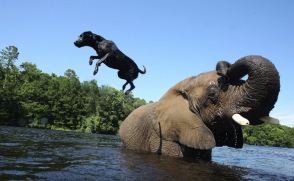 Слон и Моська. Կարեն Ավագյանի իրավիճակը