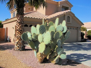 В Чехии придумали пиво для спортсменов и диабетиков на основе кактуса