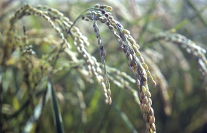 Власти Крыма объявили о полной потере урожая риса из-за нехватки воды