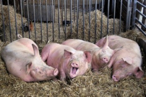 В городе Веди разразилась чума свиней