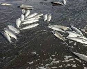 Ձկների զանգվածային անկում Շահվարդ գետում