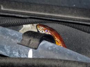 Ավտոմեքենայում օձ է հայտնաբերվել
