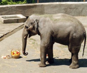 Новой невестой ереванского слона Гранта стала слониха из Тбилиси