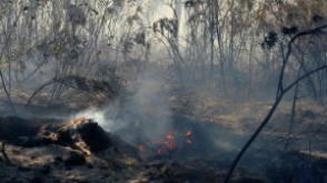 Անտառն այրելու համար գյուղացին տուգանվել է 85 միլիոն դրամով
