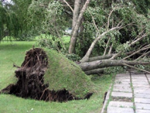 Ուժեղ քամուց ծառեր են կոտրվել և տանիքներ պոկվել