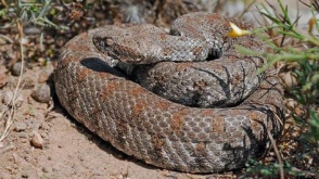 Երևանում  օձեր են հայտնաբերվել, այդ թվում ՝ գյուրզա