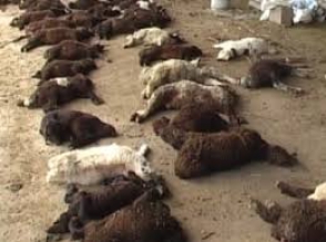 Շիրակում գայլերը հոշոտել են 36 գլուխ ոչխար