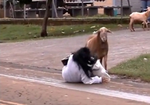 Կատաղած ոչխարը