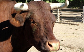 Այգեձորում ցուլը պոզահարել է իր 84-ամյա տիրոջը