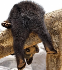 Արտավան գյուղի մոտ փշալարերի մեջ մնացած քոթոթին թմրեցրել են