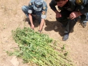 «Կանեփ-կակաչ-2014». ոչնչացվել են մոտ 77,3 տոննա կանեփ եւ 146.6 կգ կակաչ