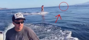 Водная прогулка с дельфинами