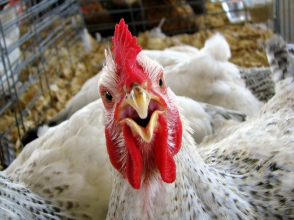 На птицефабрике сгорело полмиллиона цыплят