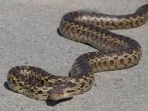 Տանը հայտնաբերվել է շահմար տեսակի օձ