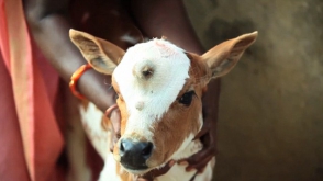 Հնդկաստանի գյուղերից մեկում աստվածացրել են 3-աչքանի հորթին