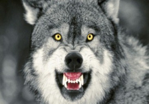 Правительство РА выделило 20 млн. драмов на борьбу с волками