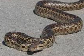 Երևանյան մանկապարտեզում օձ է հայտնաբերվել