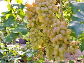 «Արարատ» կոնյակի-գինու-օղու կոմբինատը մթերելու է գյուղացու բերքի մինչև վերջին հատիկը (տեսանյութ)