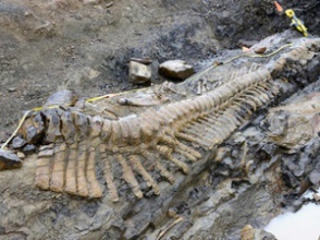 Палеонтологи обнаружили в Мексике крупнейшее кладбище динозавров