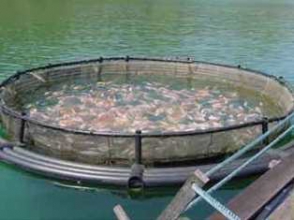 Հայաստանում կրճատվել են ձկան արտադրության և արտահանման ծավալները