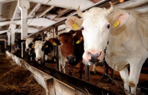 Латвийские производители молока грозят акциями протеста в Брюсселе, если не получат помощь