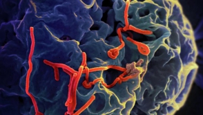 ЕС собрал более 1 млрд. евро на борьбу с Эболой