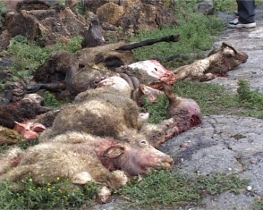 Լոռու մարզում գայլերը 30 ոչխար են հոշոտել, 140-ը կորած է