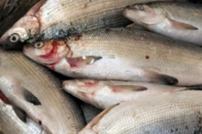 Հայտնաբերված և առգրավված 17.0 կգ սիգ տեսակի ձուկը սահմանված կարգով հանձնվել է «Գավառի մանկատուն» ՊՈԱԿ-ին