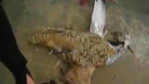 Талибы сделали взрывающийся беспилотник из живой птицы