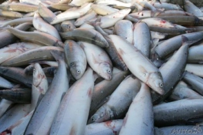 Ստորագրվել է Սևանա լճում ձկան  և խեցգետնի որսի արգելման ժամանակահատվածում իրականացվելիք համատեղ միջոցառումների ծրագիր