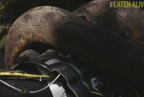 Օպերատորը անակոնդայի բերանում