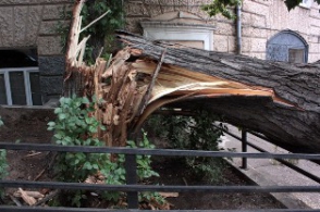 Տապալված ծառն Աբովյան փողոցը միակողմանի երթևեկելի էր դարձրել
