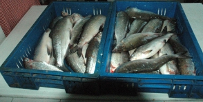 Հաշվարկվել է 62.52  մլն դրամ ընդհանուր գումարի շրջակա միջավայրին հասցված վնաս