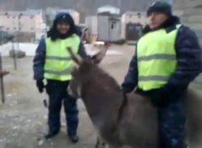 Ишак «похитил» гаишника