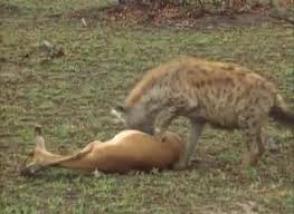 Այծքաղը խաբեց