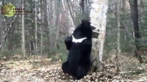Медвежий «танец» с деревом